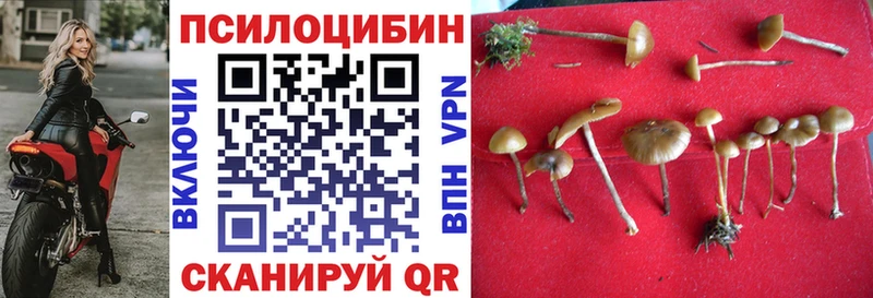 где купить   Абдулино  Галлюциногенные грибы GOLDEN TEACHER 